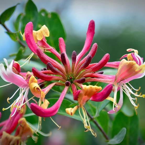 Chèvrefeuille Belgica Select - Lonicera periclymenum Pot de 1,5L/2L