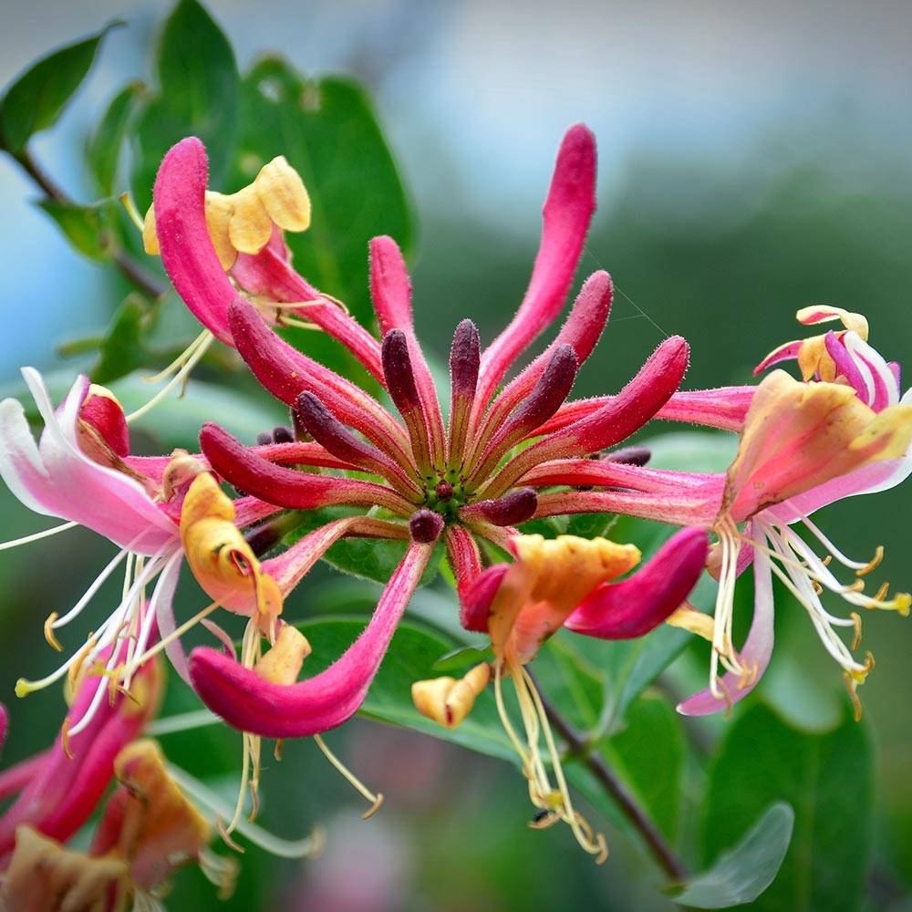 Chèvrefeuille Belgica Select - Lonicera periclymenum Pot de 1,5L/2L