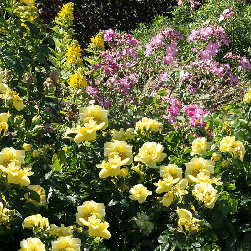 Rosier paysager Decorosier® Suneva® 'Noalesae' à fleurs Jaune/ - feuillage Caduc - Pot de 2L - 40/60 cm - Image 1
