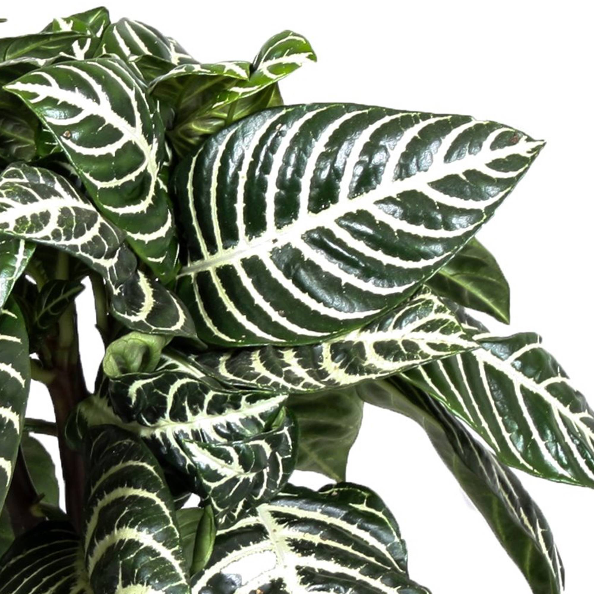 Gardenersdream - Aphelandra Squarrosa Plante Zèbre Pour La Maison Ou Le Bureau (25-35 Cm Avec Pot) - GardenersDream - Image 2