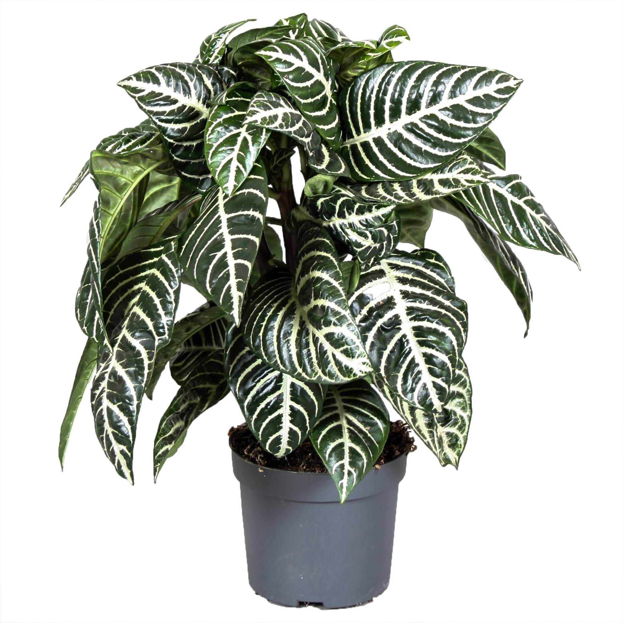 Gardenersdream - Aphelandra Squarrosa Plante Zèbre Pour La Maison Ou Le Bureau (25-35 Cm Avec Pot) - GardenersDream