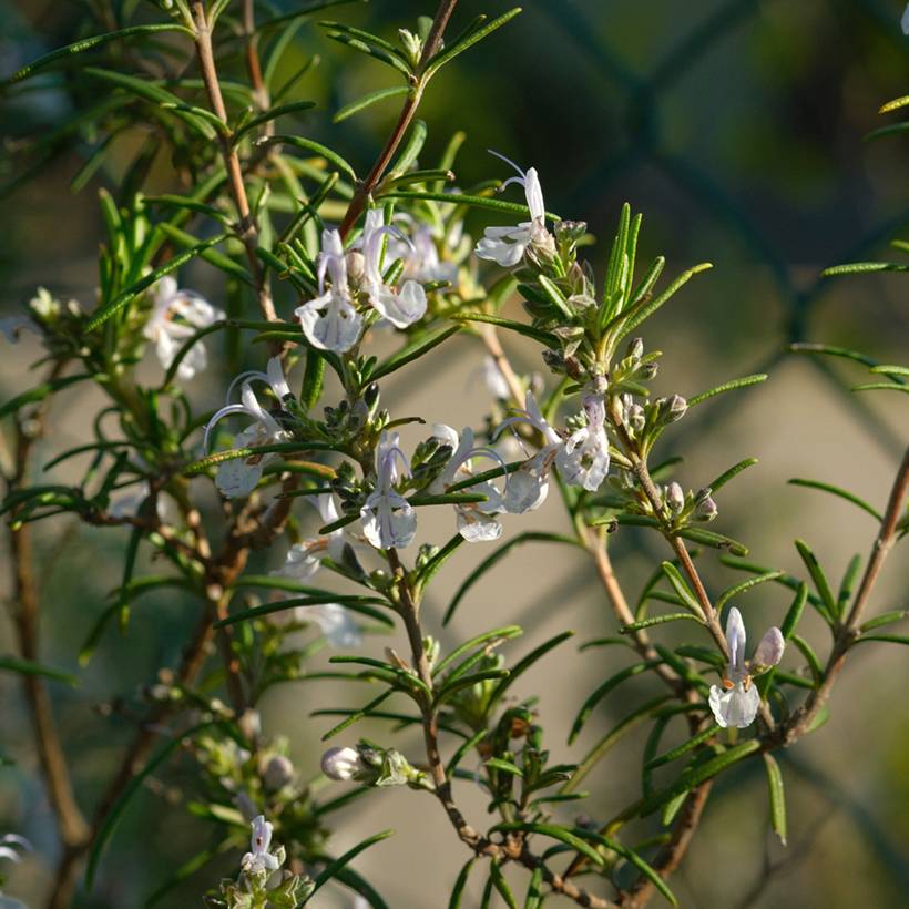 Promesse de Fleurs - Romarin à fleurs blanches - Rosmarinus officinalis Albiflorus Godet de 8/9 cm