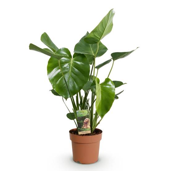Monstera Deliciosa - D17 H55cm - Image 3