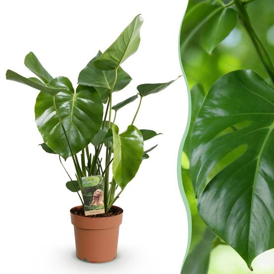 Monstera Deliciosa - D17 H55cm - Image 2