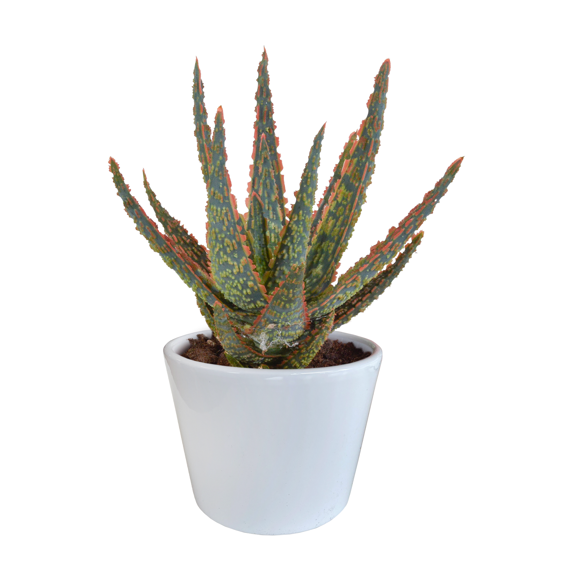Aloe zebrina - en pot blanc - Ø10,5cm - ↕23cm - Plantes d’intérieur - Image 1