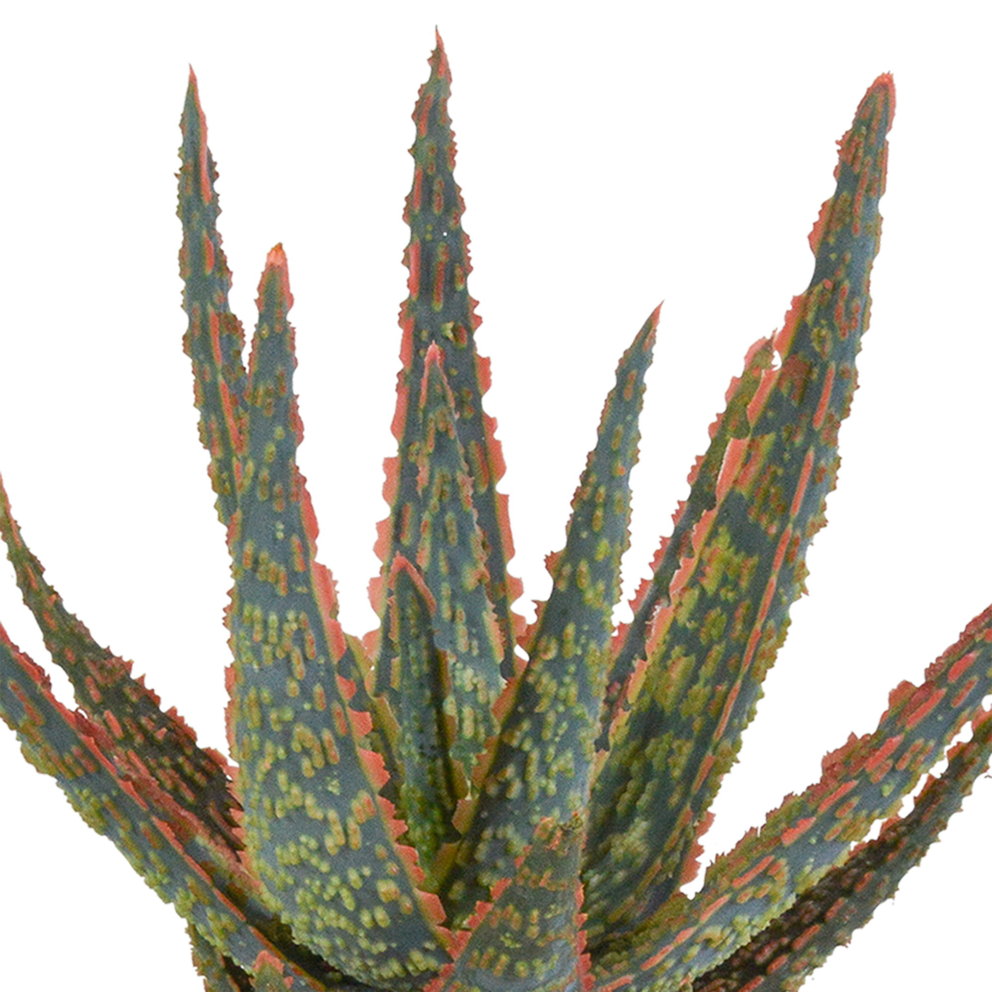 Aloe zebrina - en pot blanc - Ø10,5cm - ↕23cm - Plantes d’intérieur - Image 4