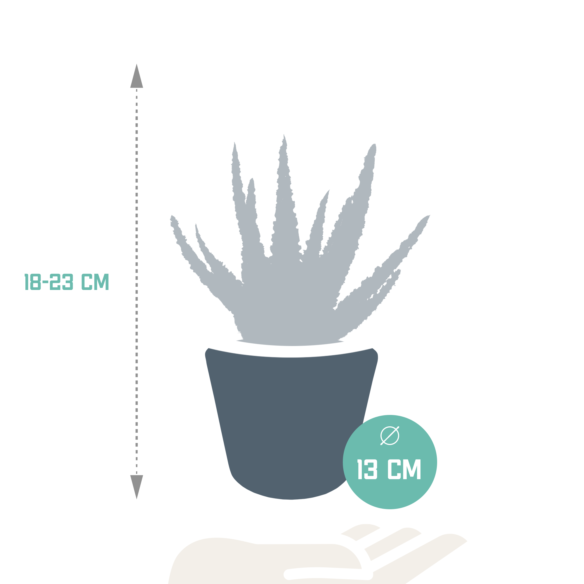 Aloe zebrina - en pot blanc - Ø10,5cm - ↕23cm - Plantes d’intérieur - Image 2