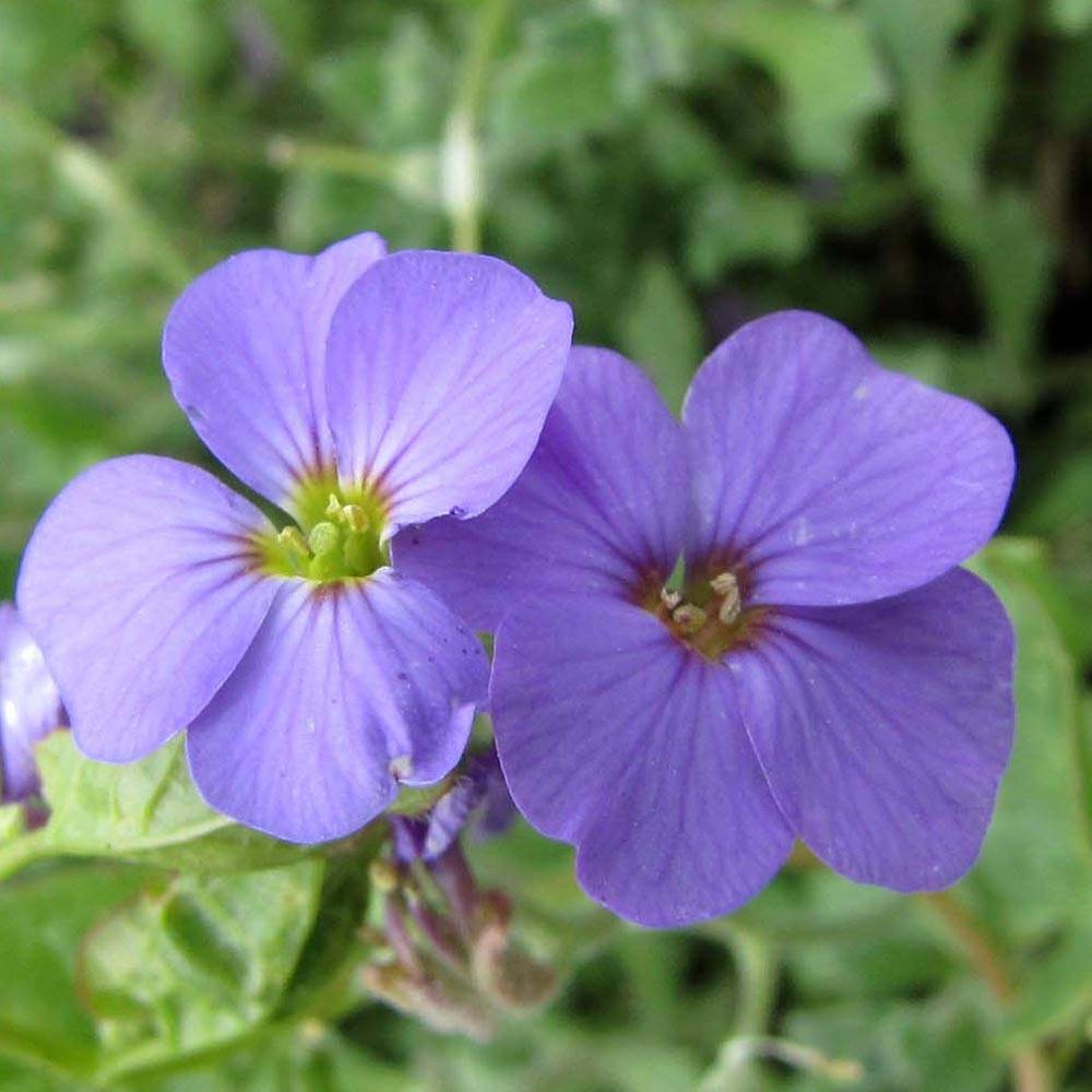 Aubrieta Royal Blue - Aubriète Godet de 8/9 cm