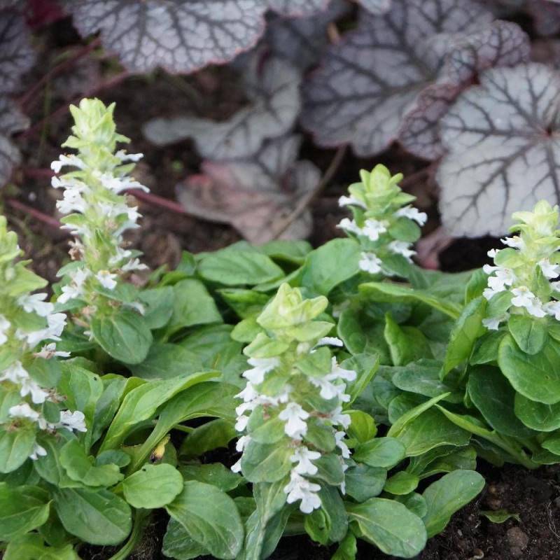 Bugle rampante blanche, Ajuga à fleurs Blanche/ - feuillage Persistant - Godet - 5/20 cm - Image 1