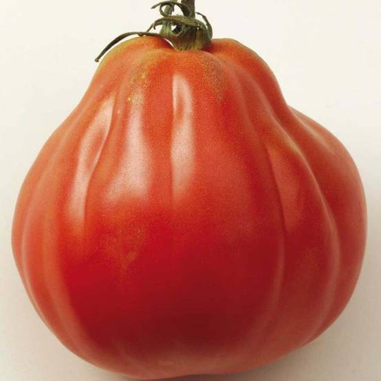 Tomate Liguria Bio - Ferme de Sainte Marthe le sachet de 50 graines environ
