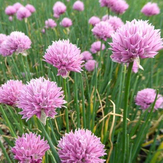 Ciboulette Rising Star - Allium schoenoprasum Godet de 8/9 cm