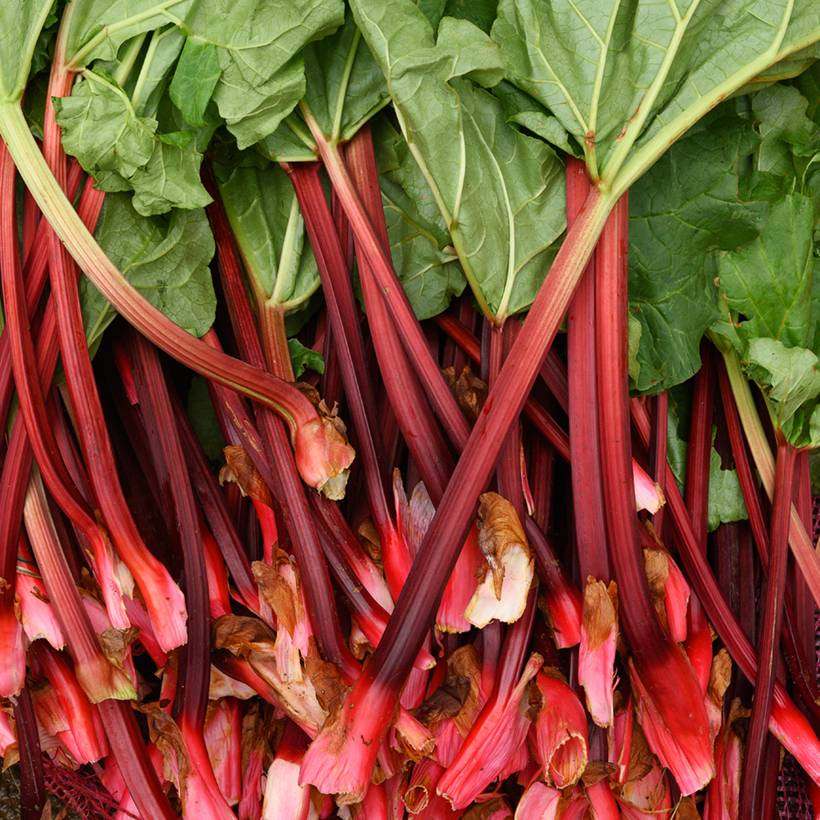 Promesse de Fleurs - Rhubarbe Fulton's Strawberry Surprise Pot de 1L/1,5L