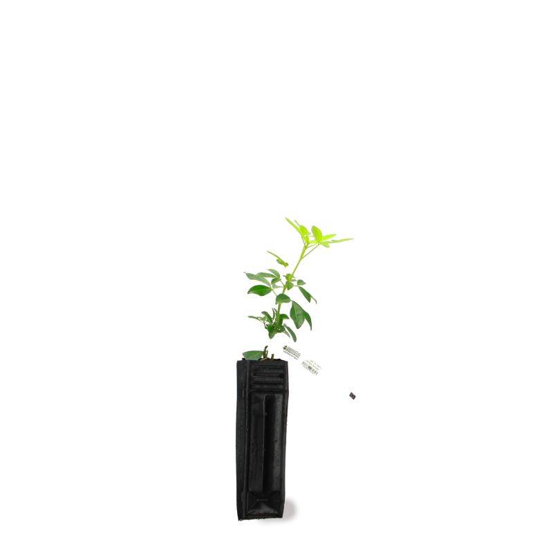Oranger du Mexique (Choisya ternata) - Godet 9cm - Pépinières Naudet - Image 3