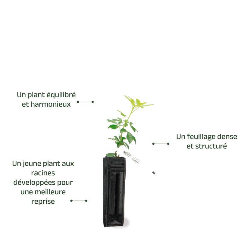 Oranger du Mexique (Choisya ternata) - Godet 9cm - Pépinières Naudet - Image 4