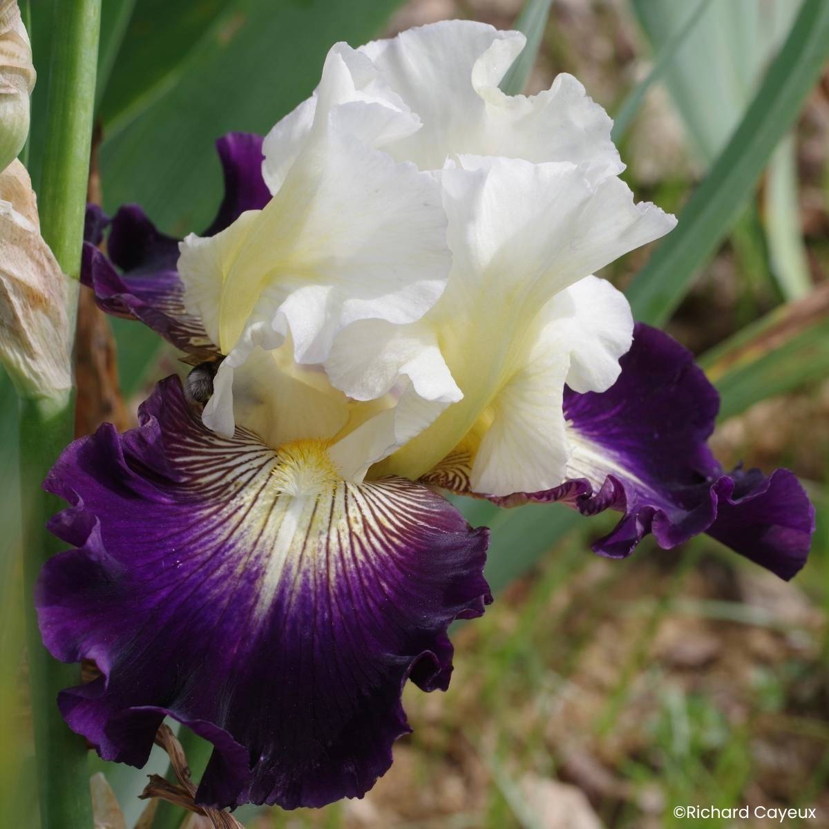 Promesse de Fleurs - Iris germanica Aubigny Auld Alliance - Grand Iris des Jardins Rhizome