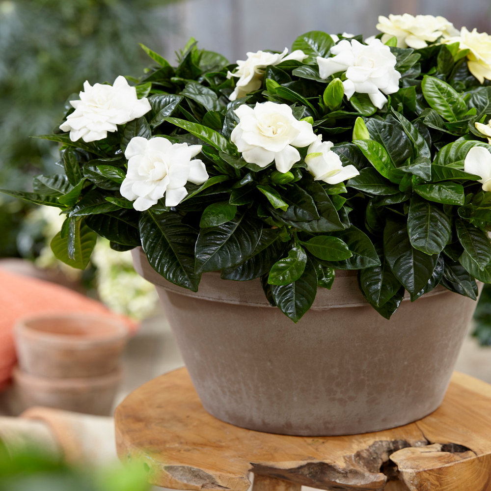 Gardenersdream - Gardenia Jasminoides Jasmin Du Cap Plante D'Intérieur Odorante Fournie Dans Pot 12 Cm - GardenersDream
