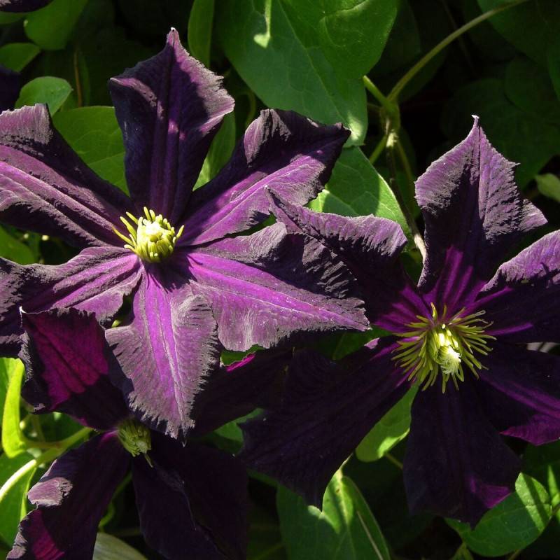 Clématite Romantika à fleurs Violette - feuillage Caduc - Godet - 5/20 cm-  hauteur à maturité De 3,00 m à 5,00 m - Image 1