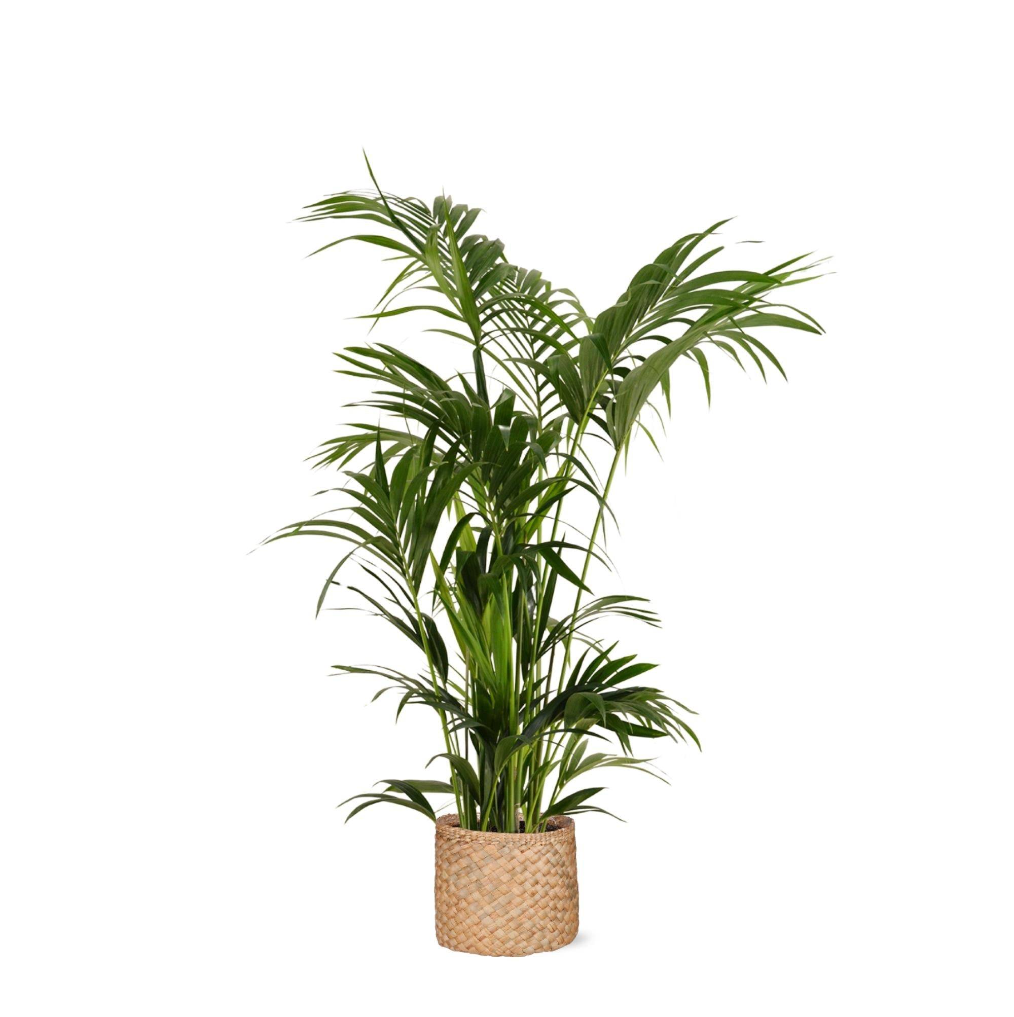 Kentia Palm et son pot- La Green Touch Panier Naturel - Hauteur 160cm