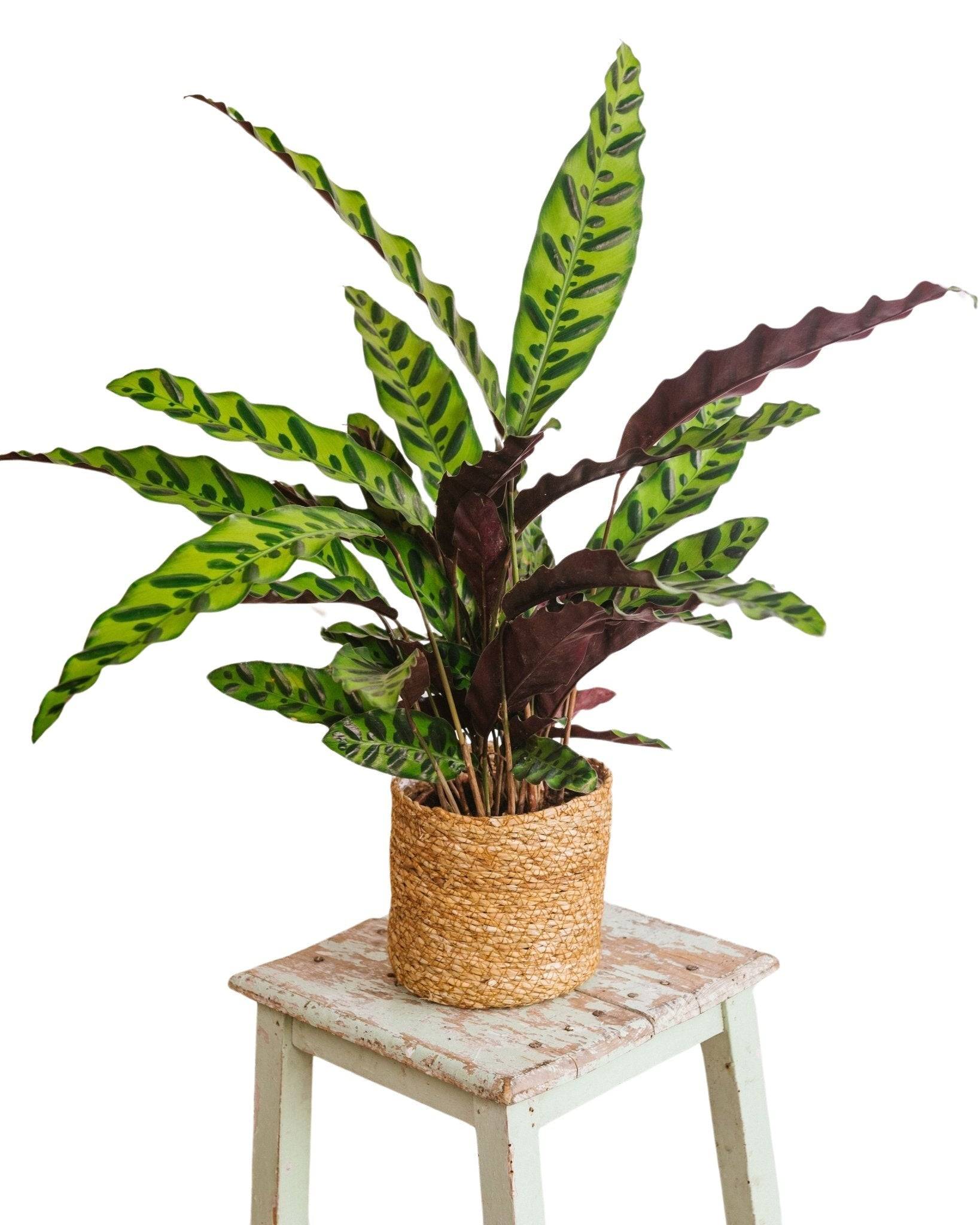 La Green Touch - Calathea lancifolia L 30cm - Plante d'intérieur- La Green Touch - Image 3