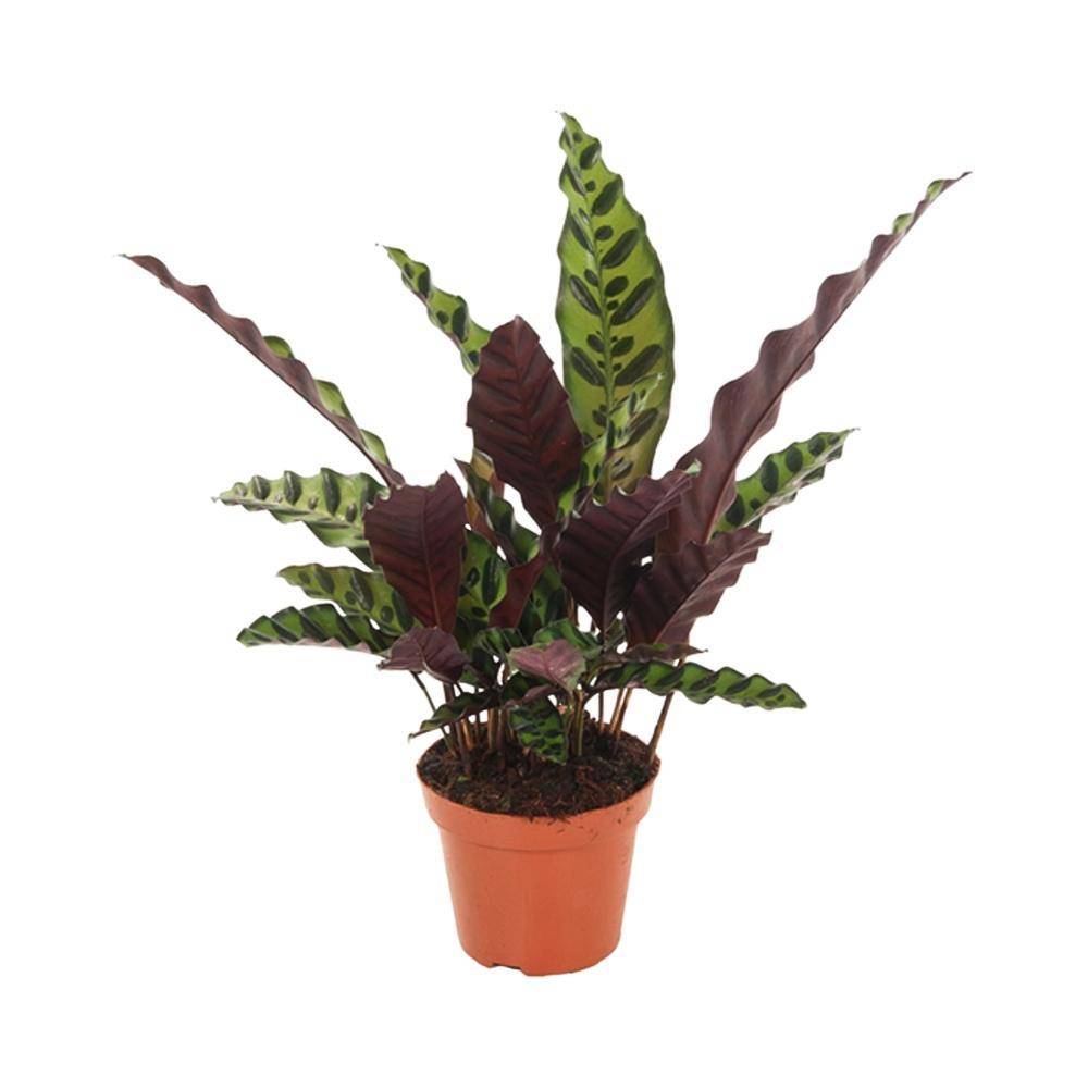 La Green Touch - Calathea lancifolia L 30cm - Plante d'intérieur- La Green Touch - Image 1