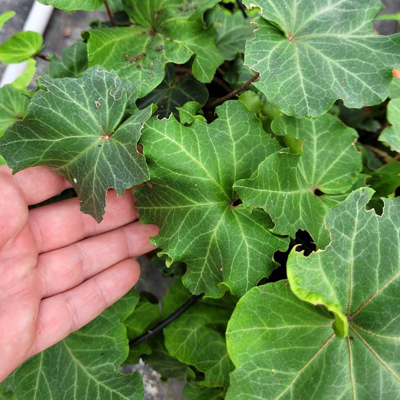Lierre commun - Hedera helix Obelix Godet de 8/9 cm