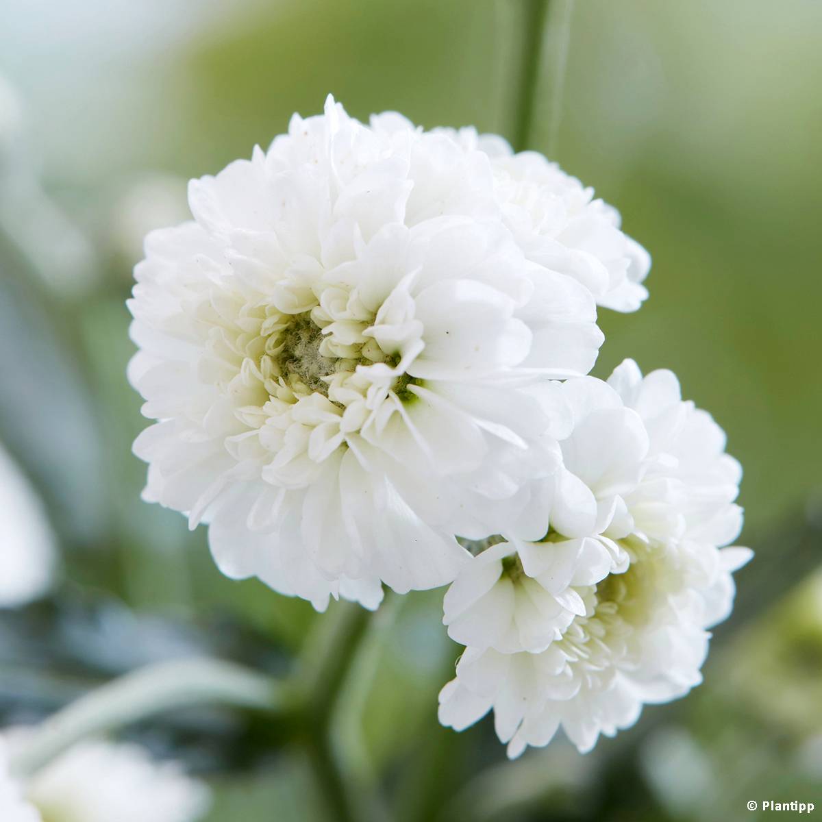 Promesse de Fleurs - Achillea ptarmica Diadem - Bouton d'argent Pot de 2L/3L