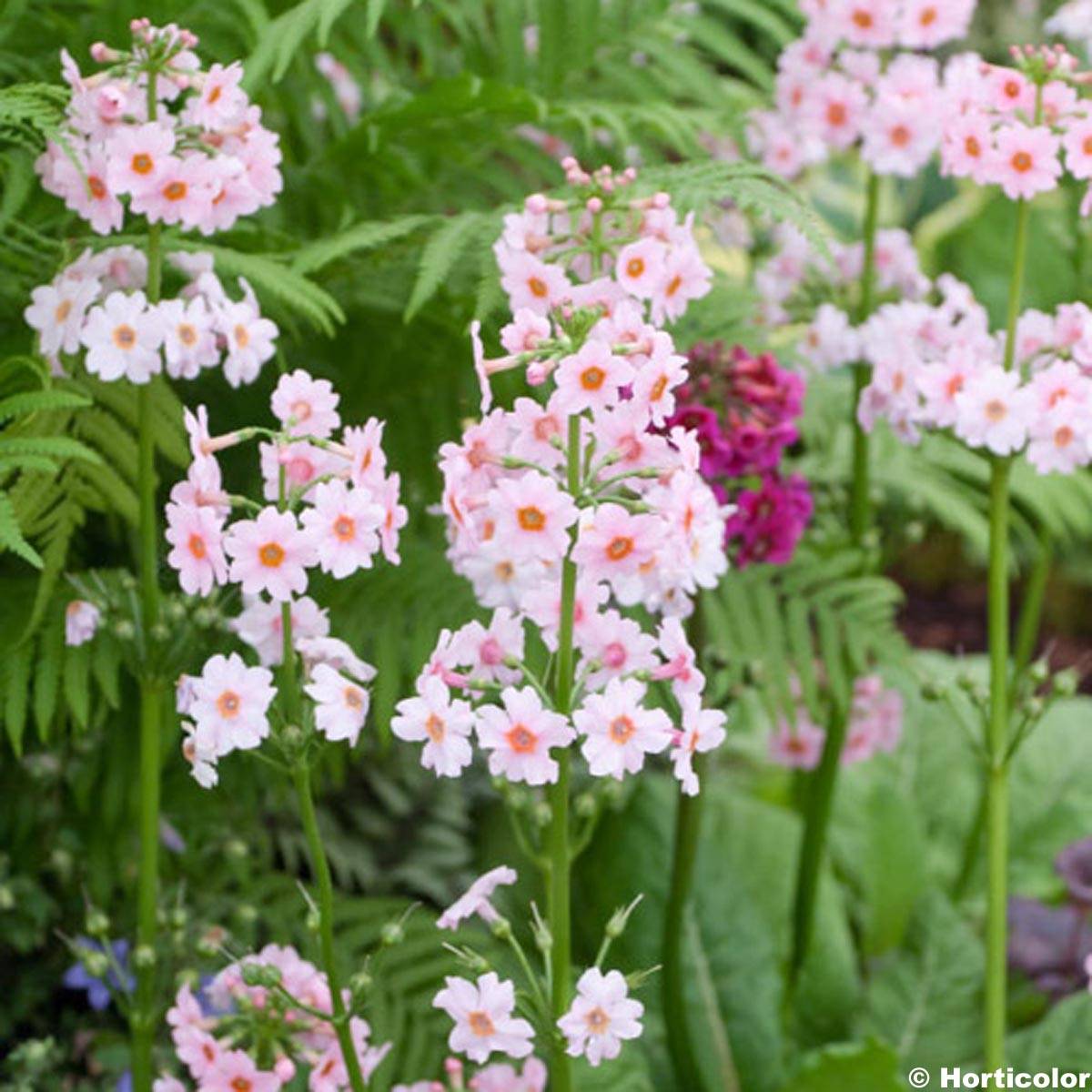 Primevère du Japon Apple Blossom - Primula japonica  Godet de 8/9 cm