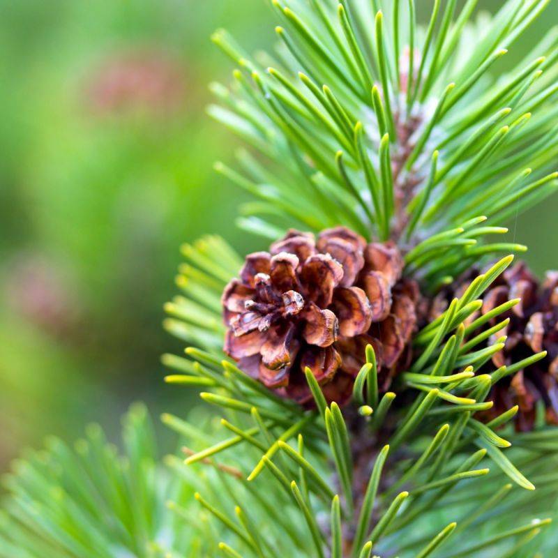 Pin sylvestre (Pinus sylvestris) - Godet - Taille 13/25cm - Pépinières Naudet - Image 1