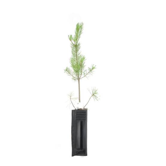 Pin sylvestre (Pinus sylvestris) - Godet - Taille 13/25cm - Pépinières Naudet - Image 3