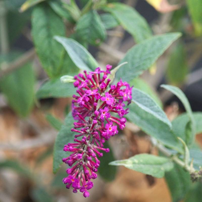 Arbre aux papillons Miss Ruby, Buddleia à fleurs Rouge - feuillage Caduc - Pot de 7,5L - 40/60 cm-  hauteur à maturité De 2,00 m à 2,50 m - Image 6