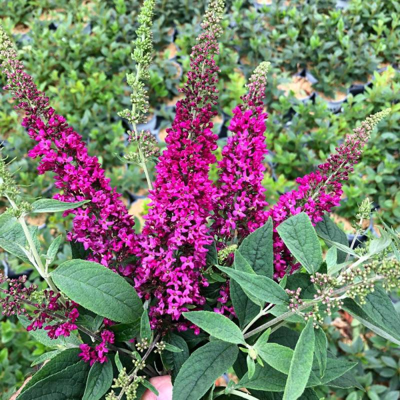 Arbre aux papillons Miss Ruby, Buddleia à fleurs Rouge - feuillage Caduc - Pot de 7,5L - 40/60 cm-  hauteur à maturité De 2,00 m à 2,50 m - Image 1