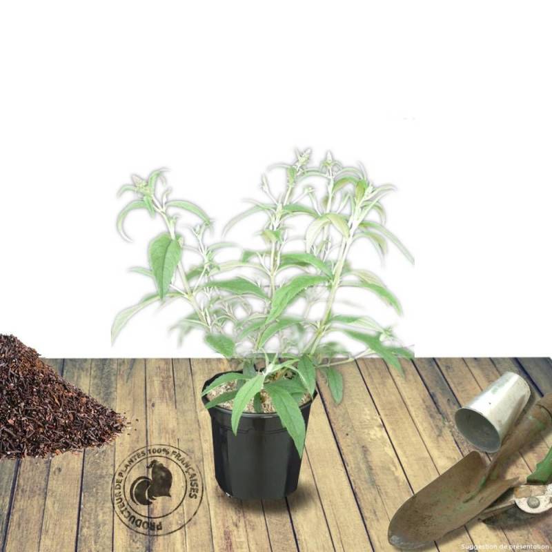 Arbre aux papillons Miss Ruby, Buddleia à fleurs Rouge - feuillage Caduc - Pot de 7,5L - 40/60 cm-  hauteur à maturité De 2,00 m à 2,50 m - Image 8