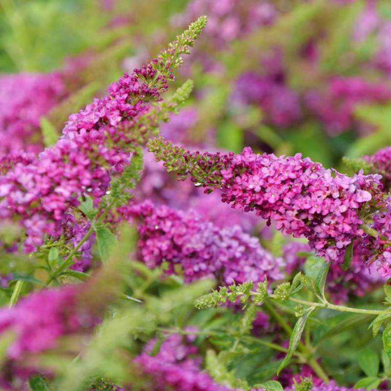 Arbre aux papillons Miss Ruby, Buddleia à fleurs Rouge - feuillage Caduc - Pot de 7,5L - 40/60 cm-  hauteur à maturité De 2,00 m à 2,50 m - Image 5