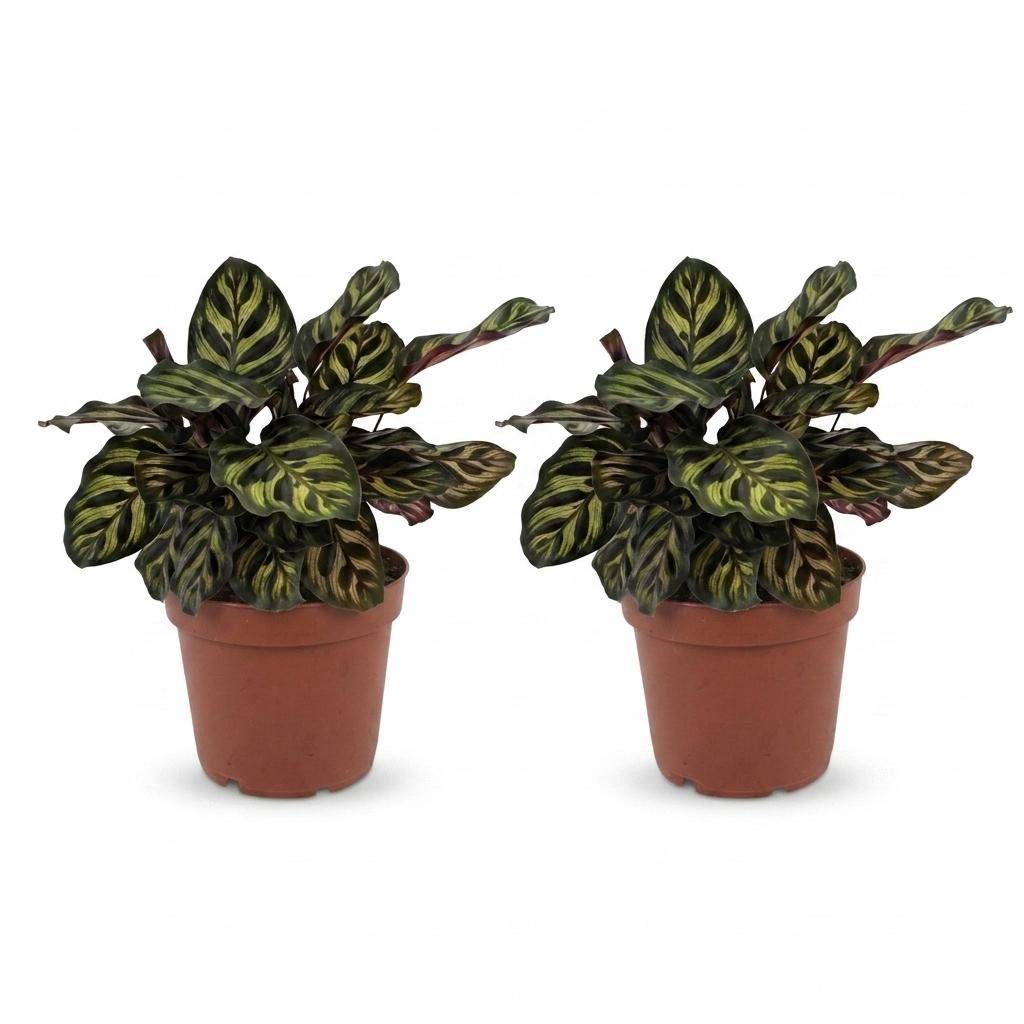Calathea Makoyana - Plante Paon - Pot de 12cm - Hauteur 25cm - 2 plantes - Sans cache-pot - Plantes d'intérieur - Image 2