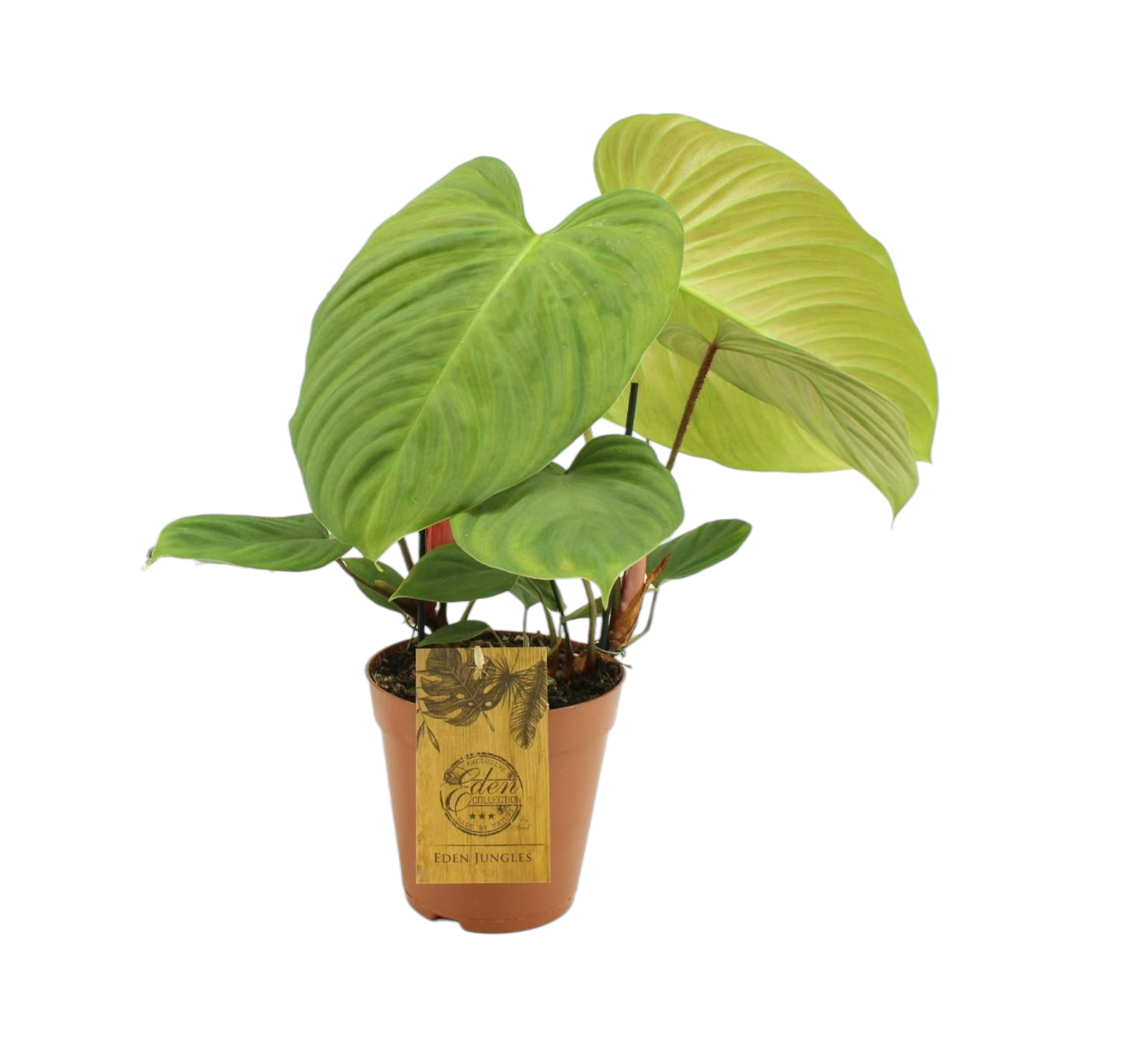 Philodendron Fuzzy Petiole 50cm - Plante d'intérieur- La Green Touch - Image 1