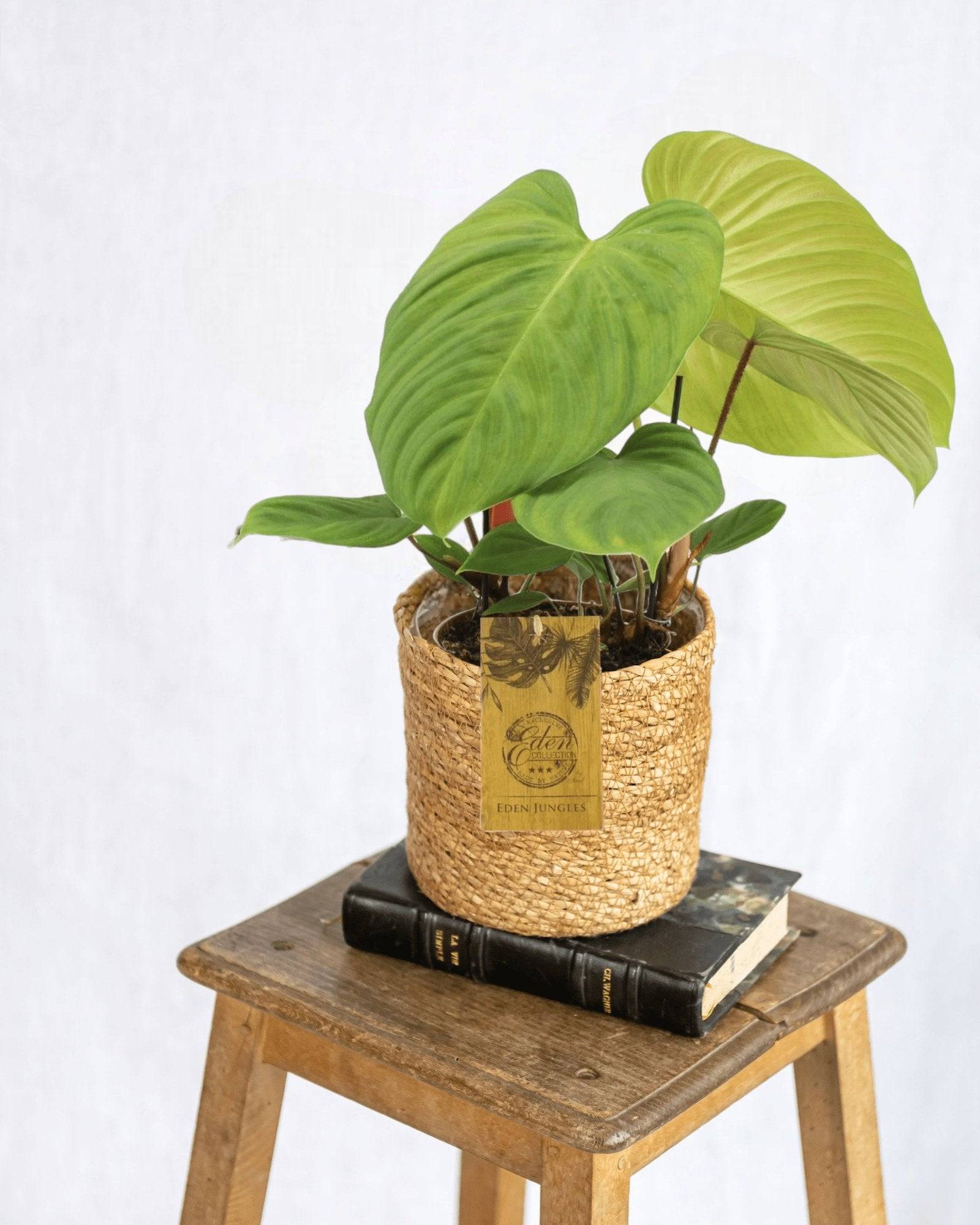 Philodendron Fuzzy Petiole 50cm - Plante d'intérieur- La Green Touch - Image 2