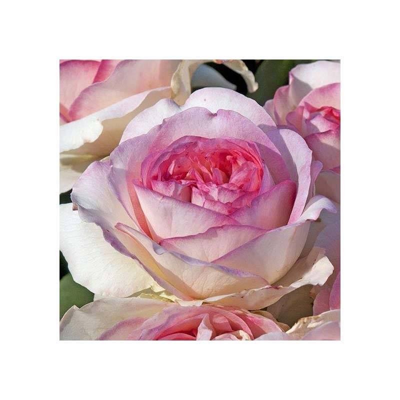 Promesse de Fleurs - Rosier à grandes fleurs Boréale Pot de 4L/5L