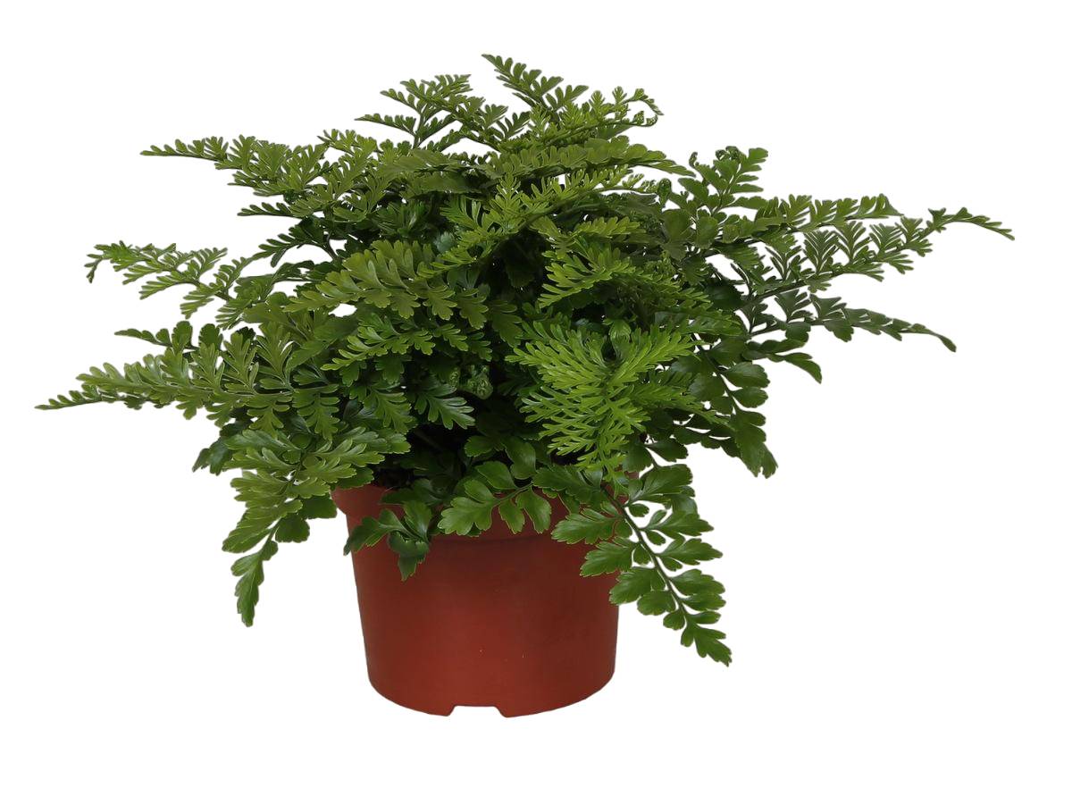 Asplenium 'Parvati' 25cm - Plante d'intérieur- La Green Touch