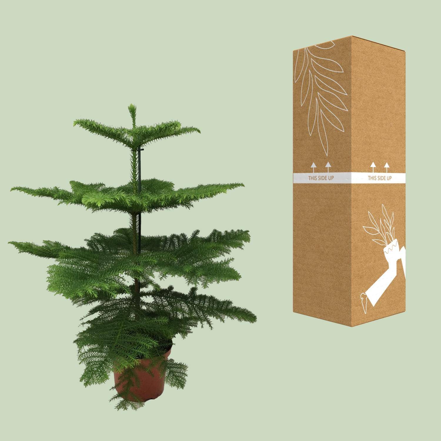 Araucaria Heterophylla - Ø21cm - ↕70cm - Plantes d'intérieur - Image 3