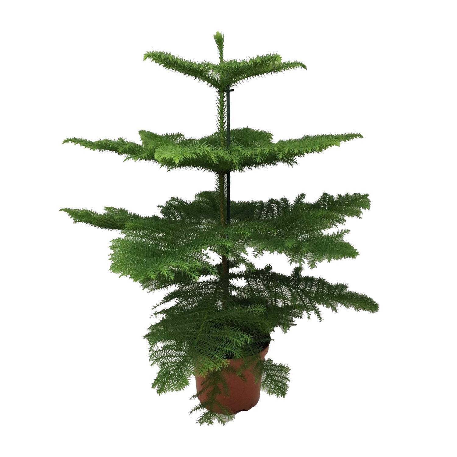 Araucaria Heterophylla - Ø21cm - ↕70cm - Plantes d'intérieur - Image 1