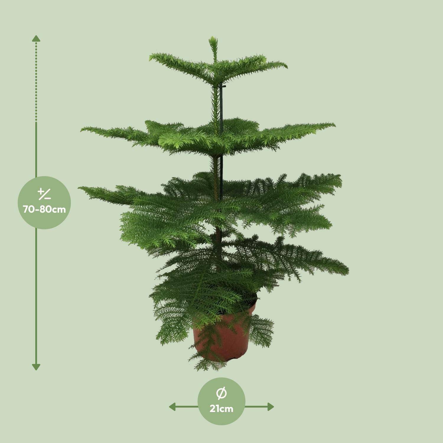 Araucaria Heterophylla - Ø21cm - ↕70cm - Plantes d'intérieur - Image 2