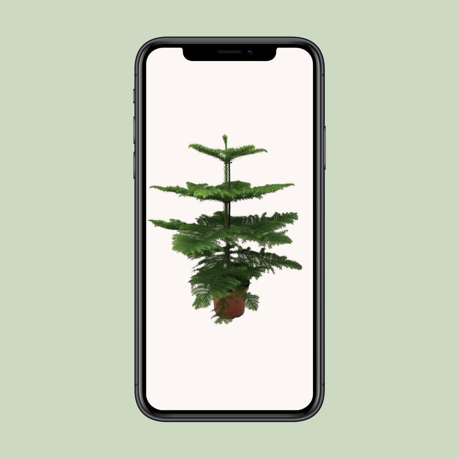 Araucaria Heterophylla - Ø21cm - ↕70cm - Plantes d'intérieur - Image 4