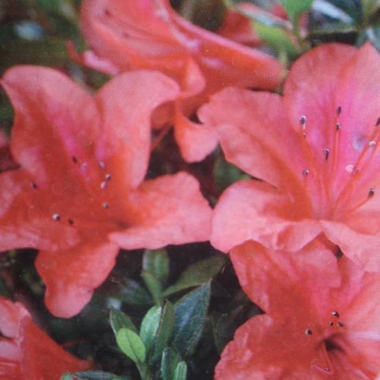 Azalée du Japon Nakaharai Orange - Azalea japonica Pot de 2L/3L - Image 1