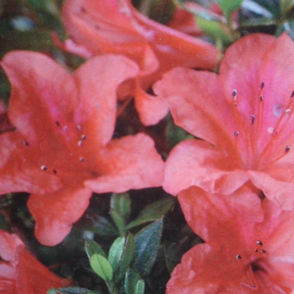 Azalée du Japon Nakaharai Orange - Azalea japonica Pot de 2L/3L - Image 1