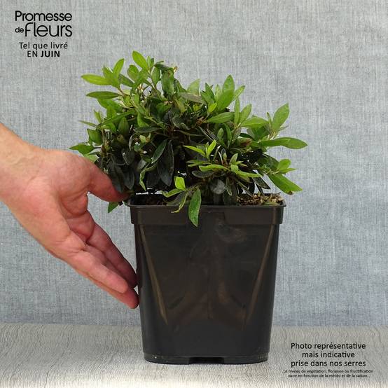 Azalée du Japon Nakaharai Orange - Azalea japonica Pot de 2L/3L - Image 2