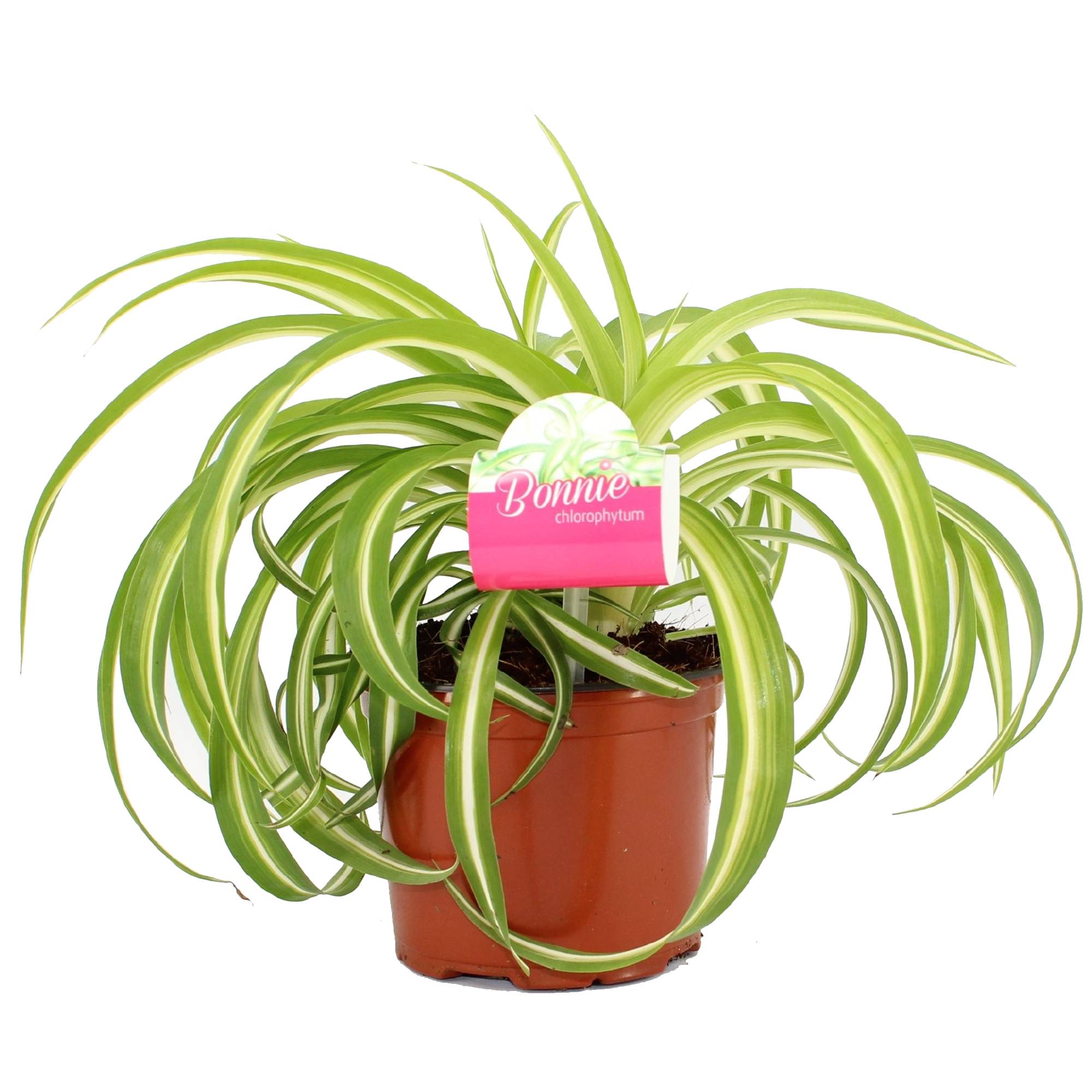 Gardenersdream - Chlorophytum Bonnie Plante Araignée En Suspension (De 20 À 30 Cm Pot Inclus) - GardenersDream - Image 2