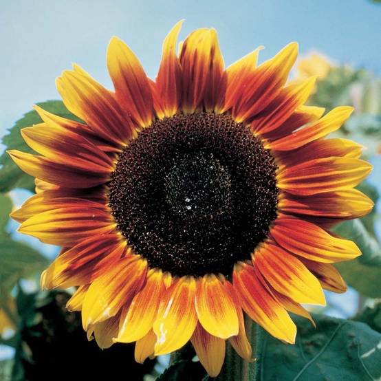 Promesse de Fleurs - Graines de Tournesol Solar Eclipse F1 - Helianthus annuus le sachet de 25 graines environ