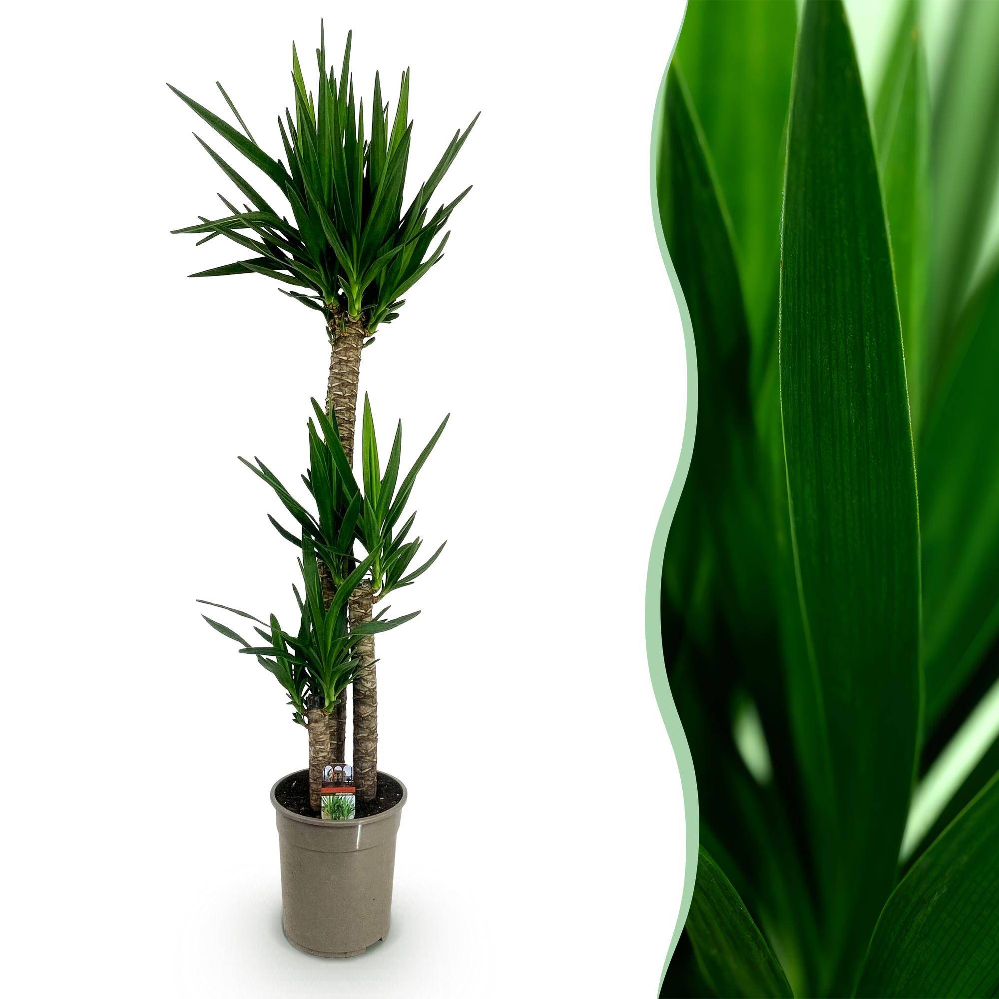 Yucca elephantipes - Yucca - Pot de 27cm - Hauteur 170cm - Plantes d'intérieur - Image 1