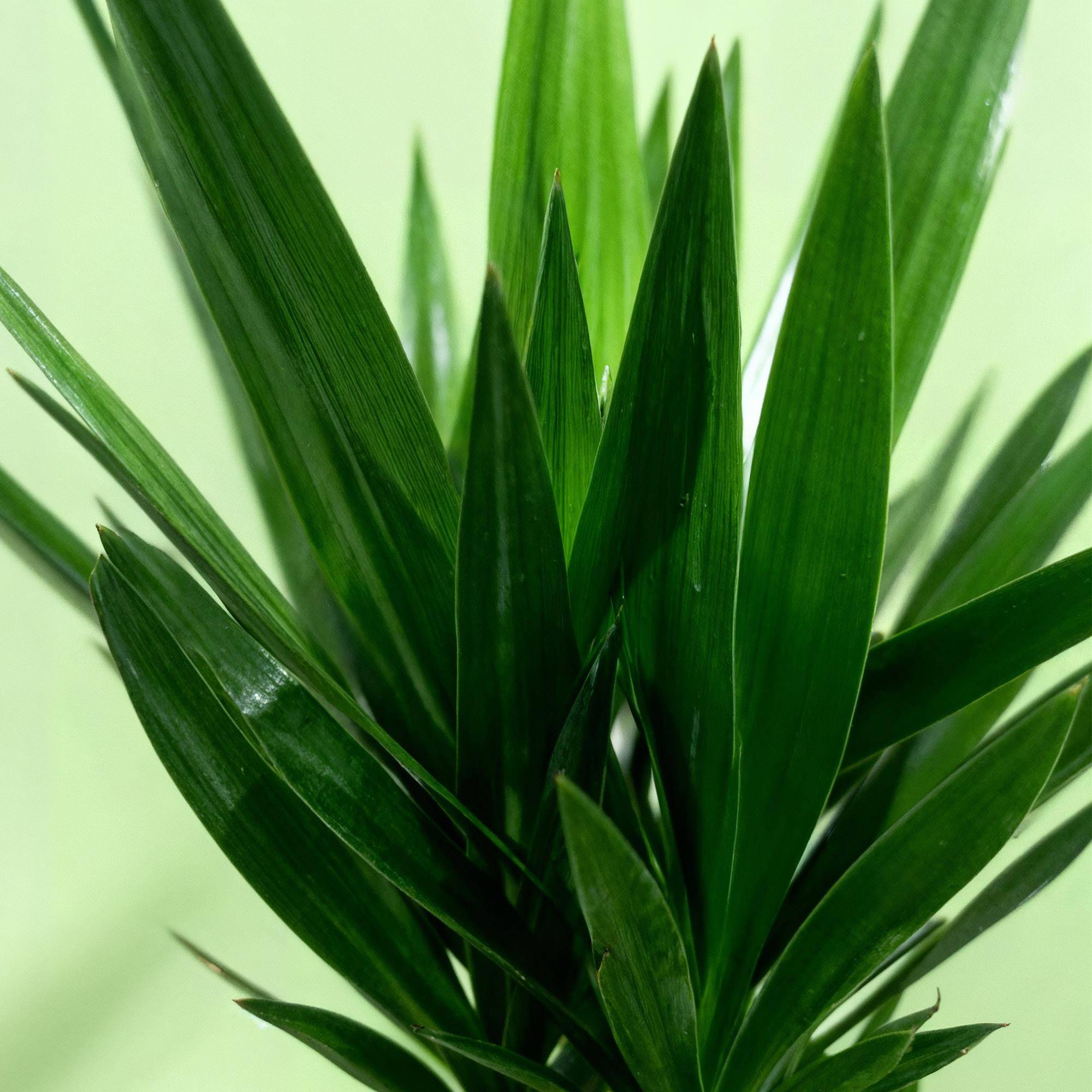 Yucca elephantipes - Yucca - Pot de 27cm - Hauteur 170cm - Plantes d'intérieur - Image 5