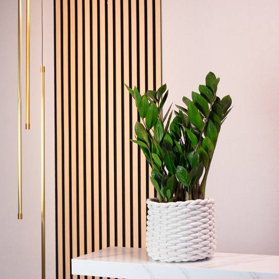 Plante ZZ - plante d'intérieur facile d'entretien, Zamioculcas zamiifolia 3+ - hauteur env. 55 cm, pot-Ø 17 cm - Image 2